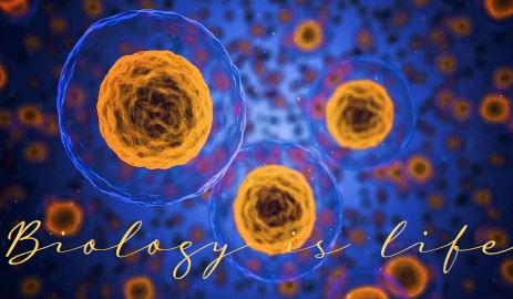 Printable-Biology is Life 13 [PDF]